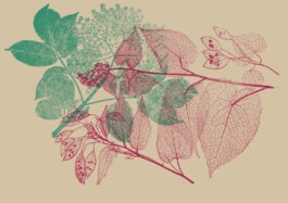 Waldkindergarten Kallamatsch